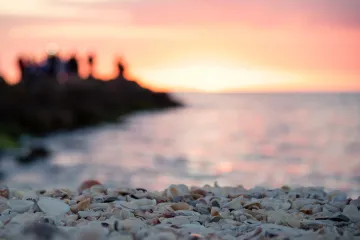 Seashell at North Jetty