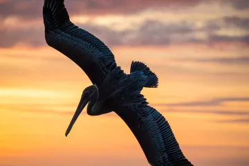 North Jetty: Pelican Descends @ Sunset