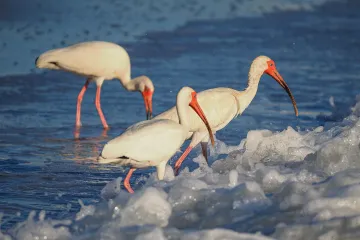 Venice, Florida: Ibis