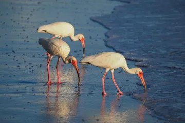 Venice, Florida: Ibis