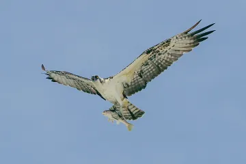 Osprey with His Catch
