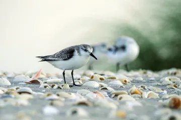 Shorebirds
