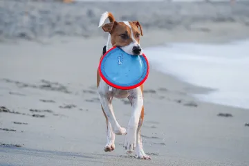 Venice Dog Beach