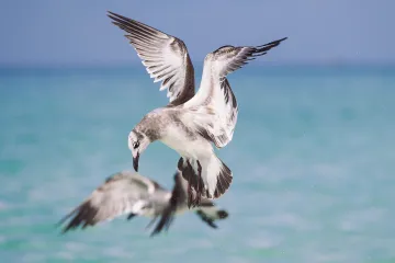 North Jetty: Seagulls