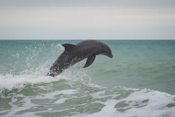 North Jetty: Dolphin Jumps from the Water