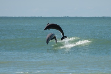 jsarasota 20250217-Surfing-Venice-Jetty