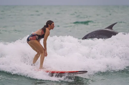 North Jetty: Dolphin in the Wave with Surfer