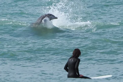 Another Dolphin in the Surf