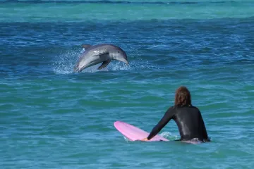 Surfer Watches Dolphin