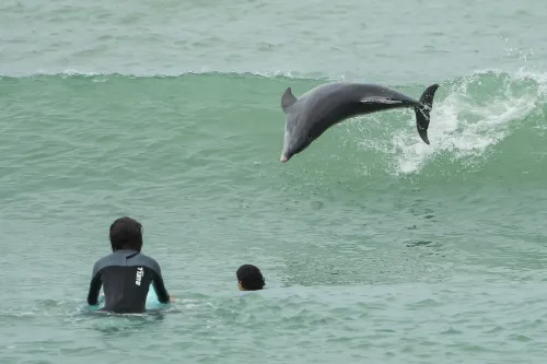 Surfing Dolphin