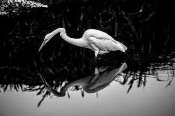 20190909-Egret