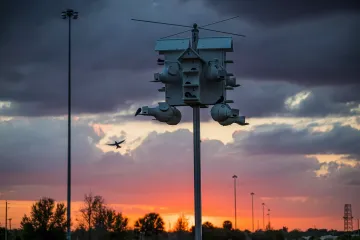 Busy Birdhouse at Sunset at the Celery Fields
