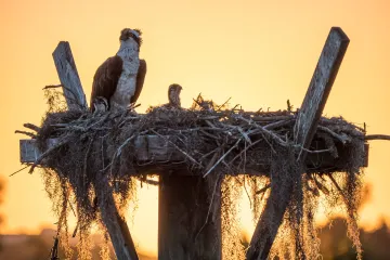 Venice, Florida: An Osprey and Its Chicks