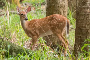 Deer at Myakka River State Park