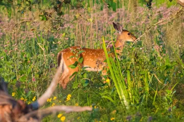 Deer in the Flowers