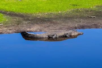 Myakka Native