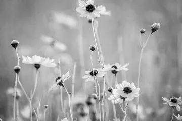 Black and White of Coreopsis Flowers at Myakka