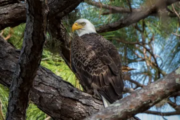 Nokomis, Florida: Eagle in a Pine Tree