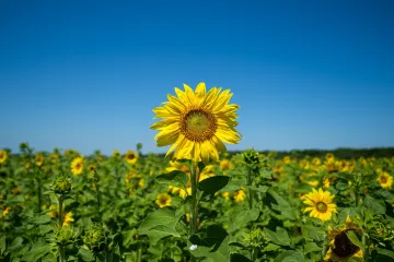 Vivid Sunflower Against the Blue Sku