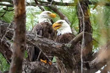 Nokomis, Florida: Pair of Eagles Wait