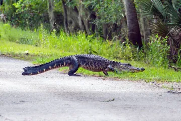 20220526-Alligator-Crossing-Road-Myakka-1