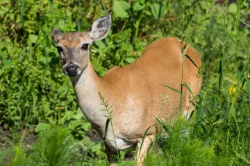 20220529-Deer-at-Myakka-1