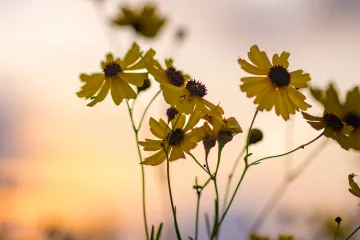 20230511-Myakka-Flowers-1