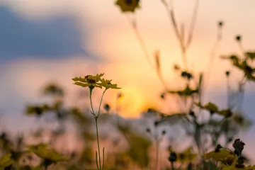 20230511-Myakka-Flowers-2