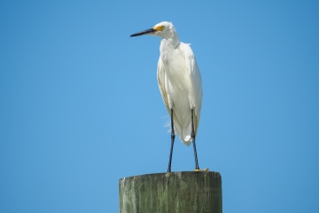 20220820-eco-pro-surf-ponce-inlet