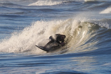 20230213-Morning-Surfing-Venice