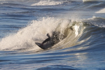 20230213-Morning-Surfing-Venice