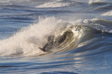 20230213-Morning-Surfing-Venice