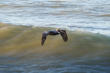 20230213-Morning-Surfing-Venice